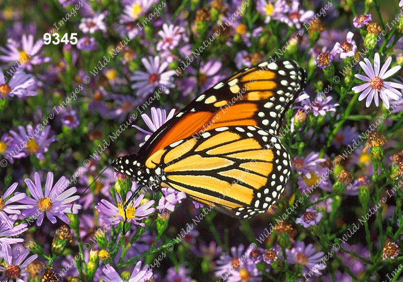 Monarch (Danaus plexippus)